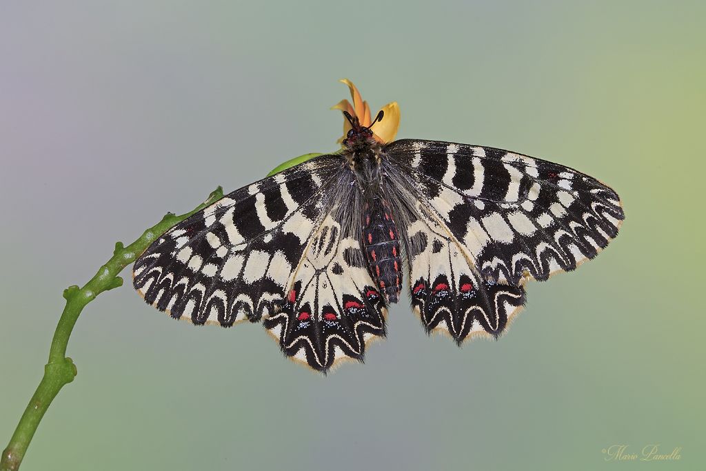 Zerynthia cassandra